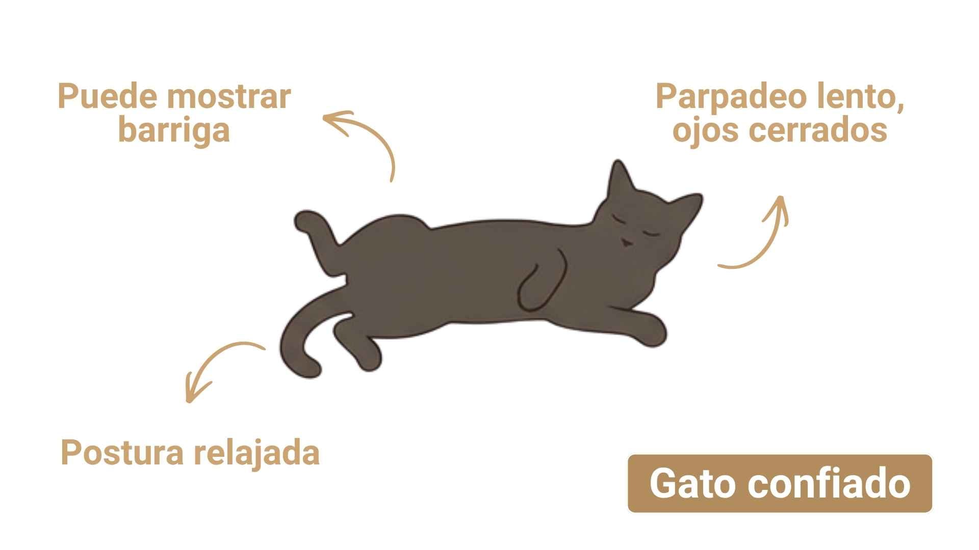 gato confiado